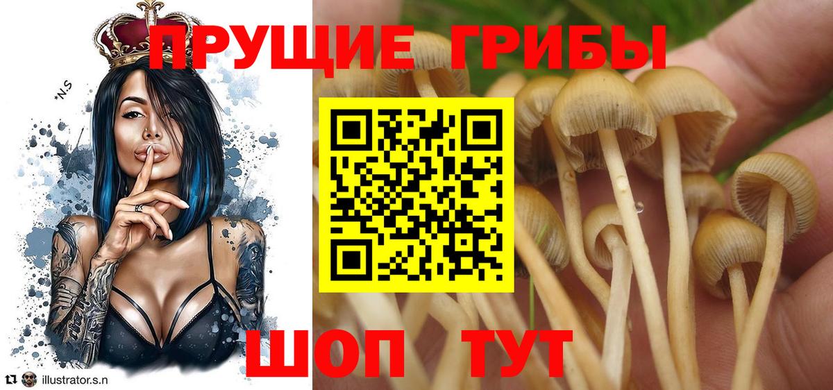 Псилоцибиновые грибы MAGIC MUSHROOMS  Псилоцибиновые грибы ЛСД  Дзержинск  Вход с VPN 